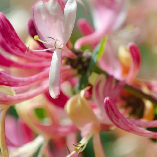 Japanese Honeysuckle Hand & Body Wash