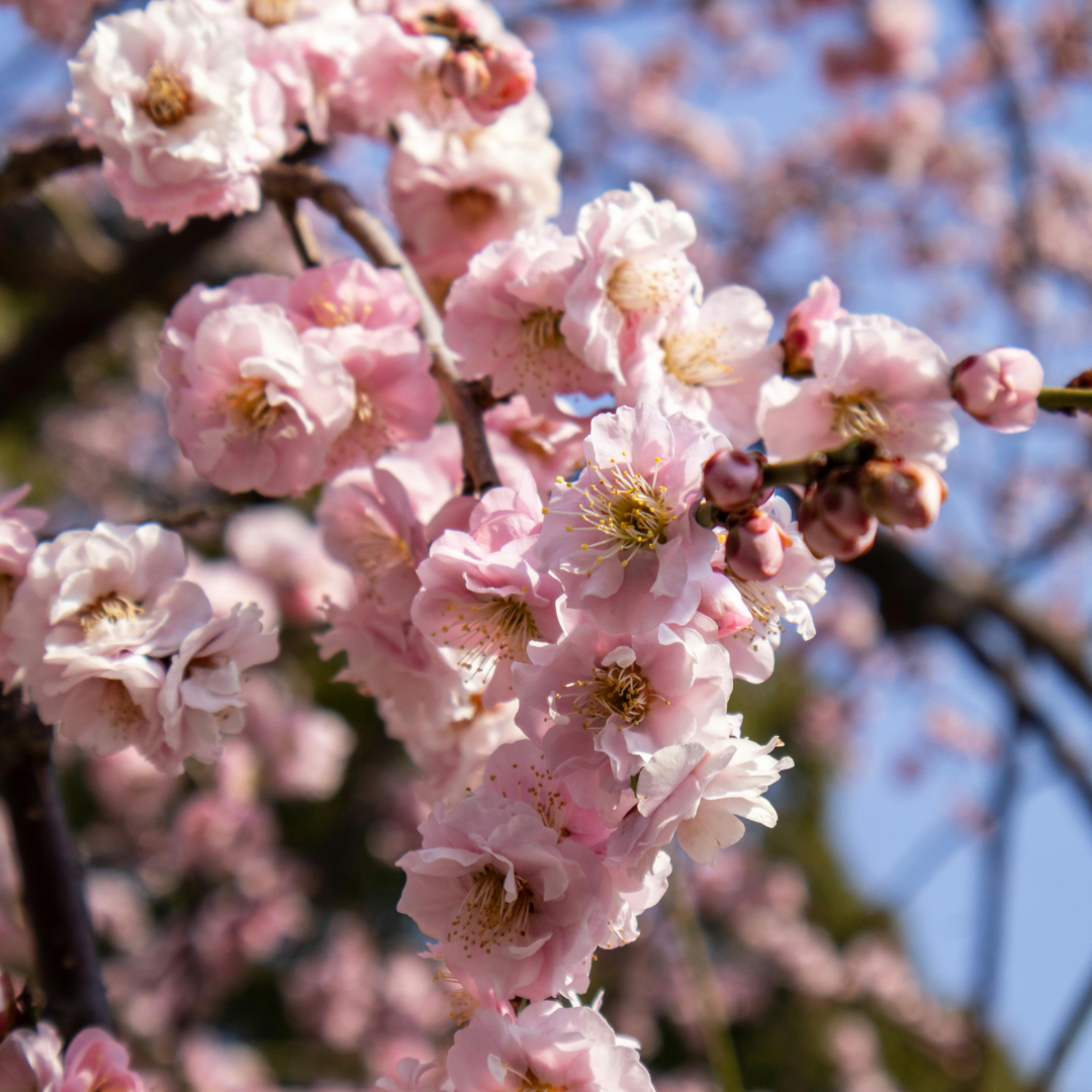 JAPANESE CHERRY BLOSSOM SCENTED SOY CANDLE BY WAX OBSESSION