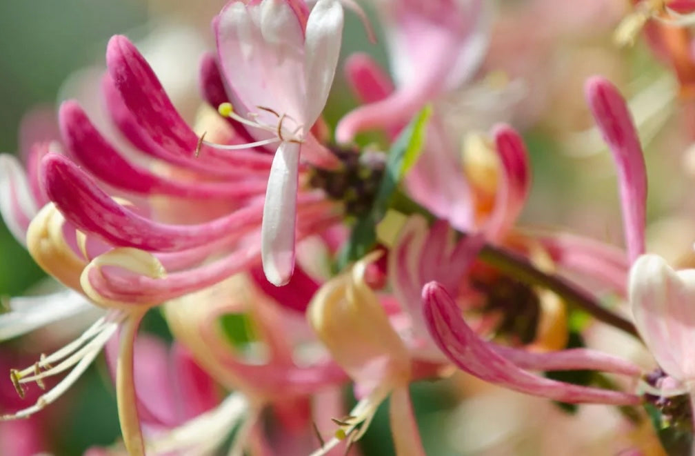 Japanese Honeysuckle Mini Candle