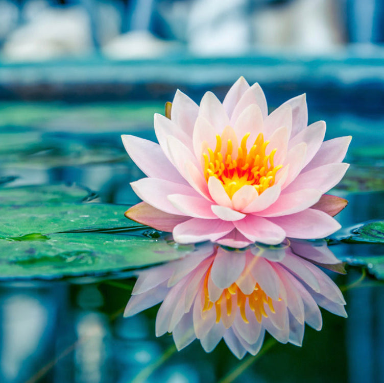 lotus flower soy wax melts by Wax Obsession
