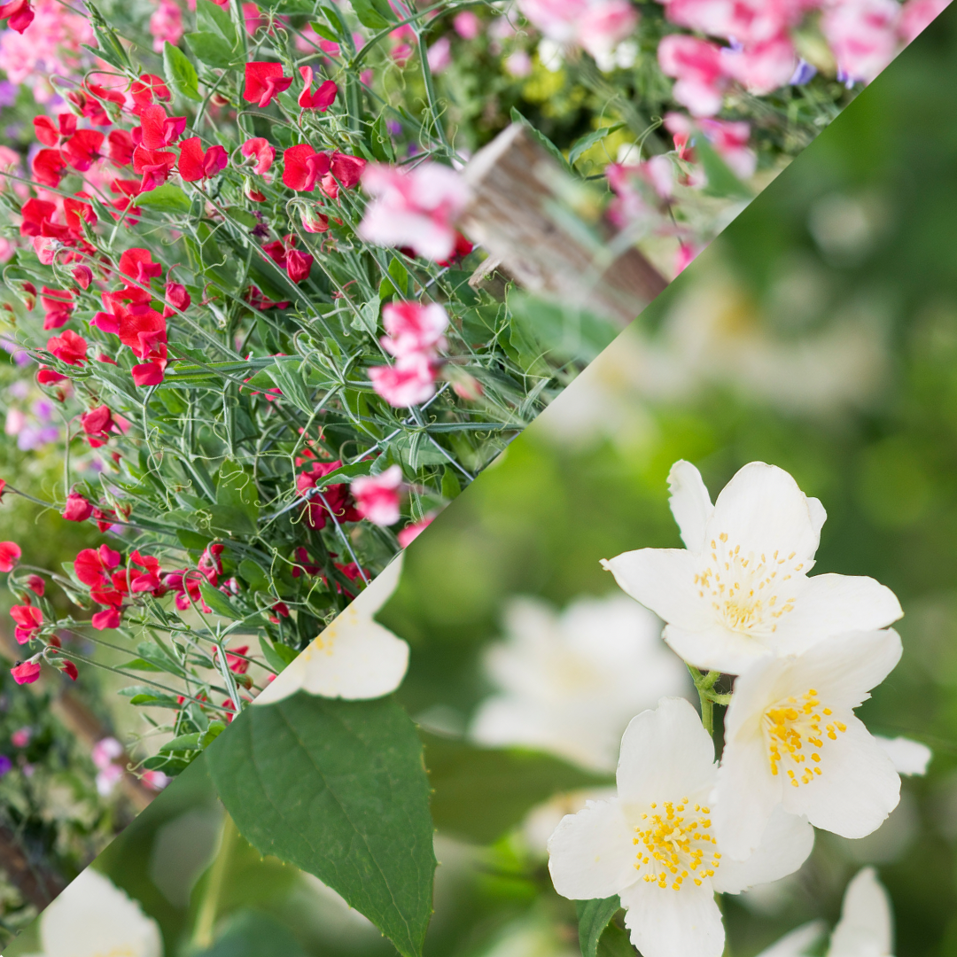 Sweet Pea & Jasmine Soy Candle