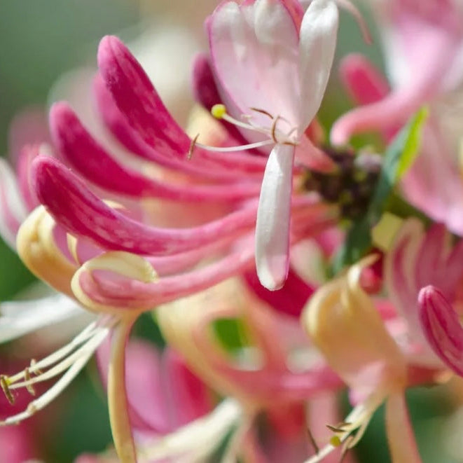 JAPANESE HONEYSUCKLE ROOM & LINEN SPRAY