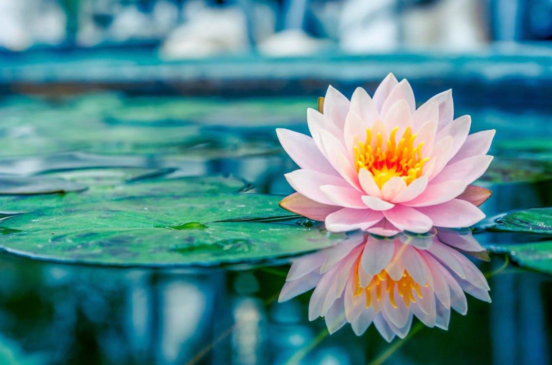 Lotus Flower Reed Diffuser