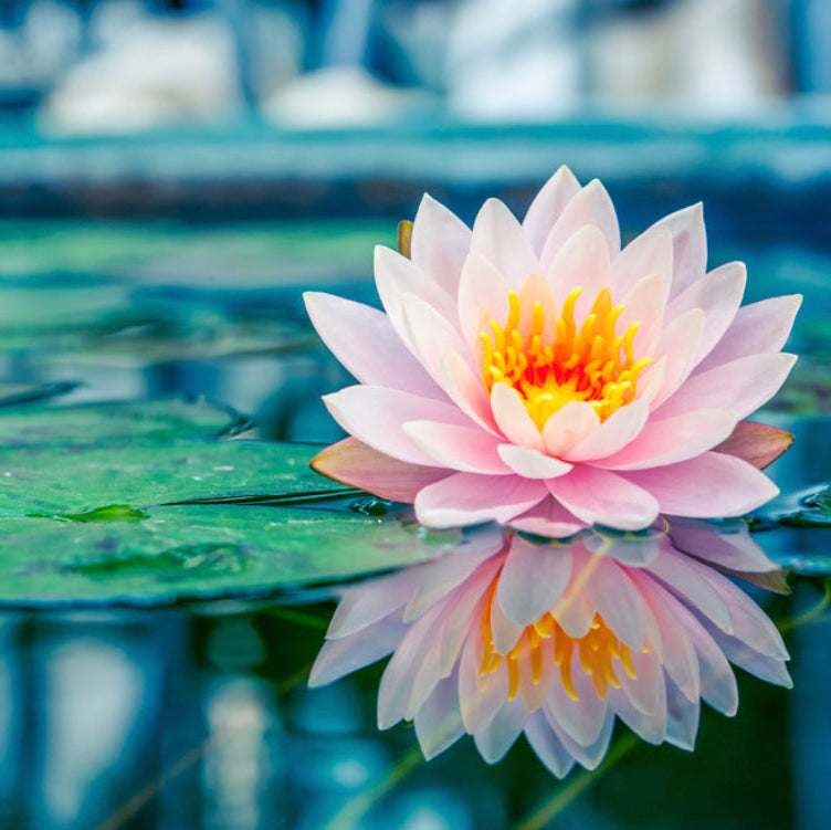 Lotus Flower Home Fragrance