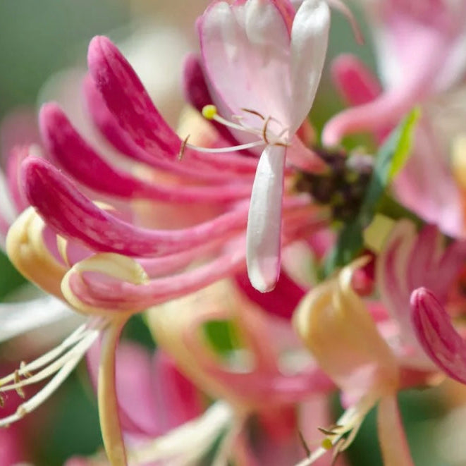 Japanese Honeysuckle Soy Candle