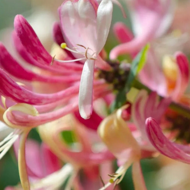 Japanese Honeysuckle