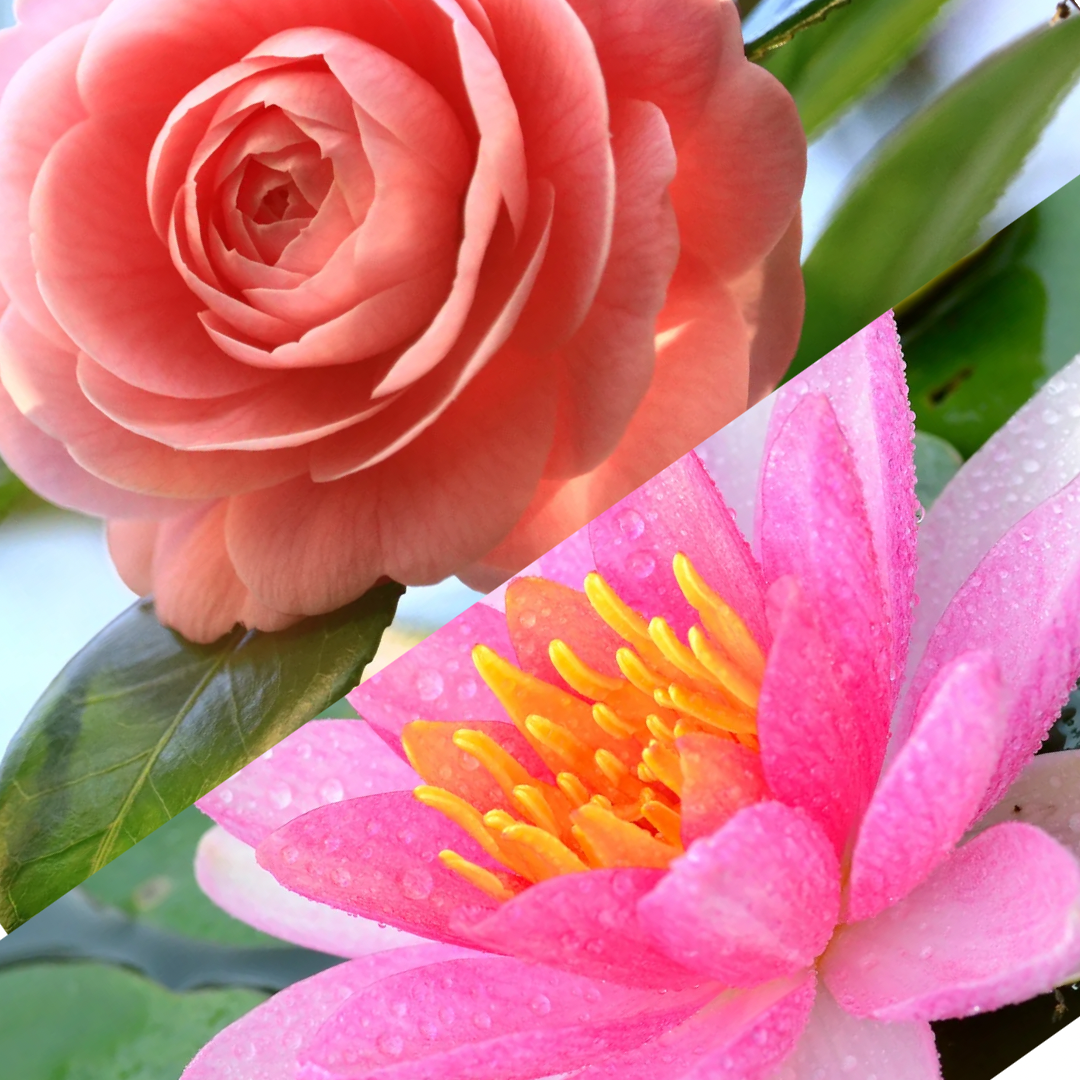 CAMELLIA & LOTUS CANDLE
