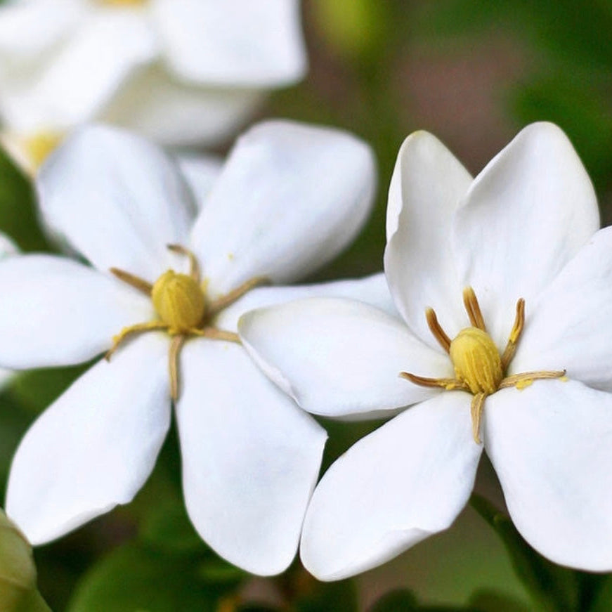 Gardenia | Reed Diffuser