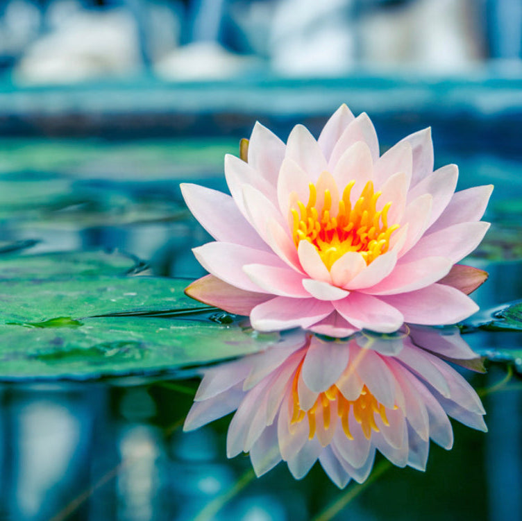 Lotus Flower Soy Candle